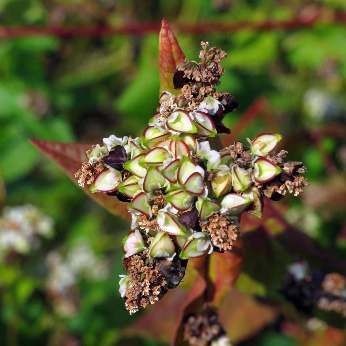 Reifender Samenstand vom Echten Buchweizen (Fagopyrum esculentum)
