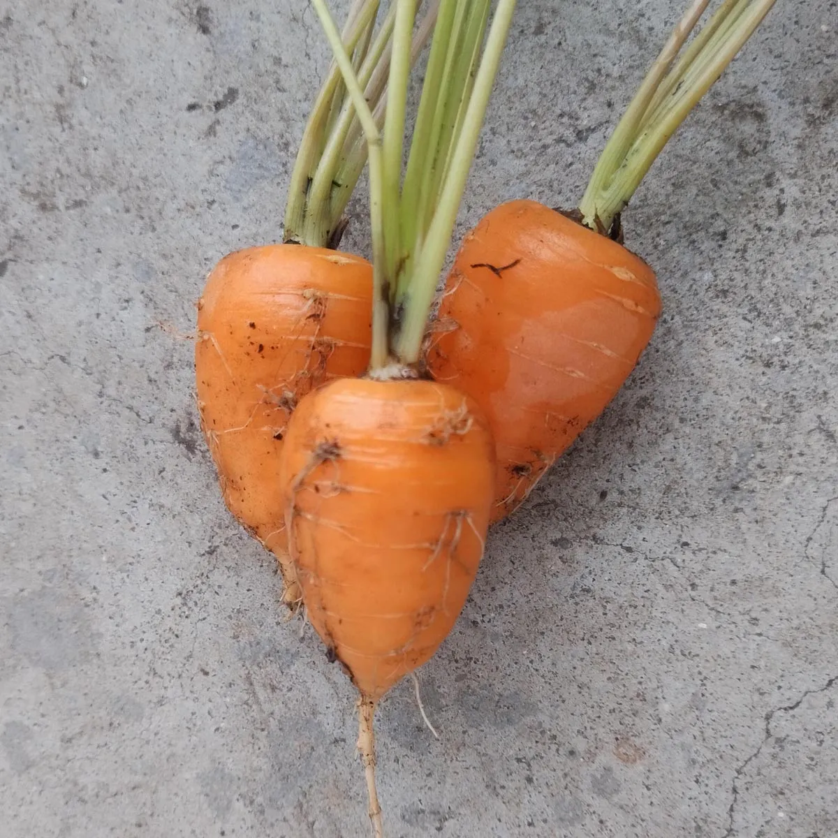 Karotte 'Chantenay' (Daucus carota) Samen