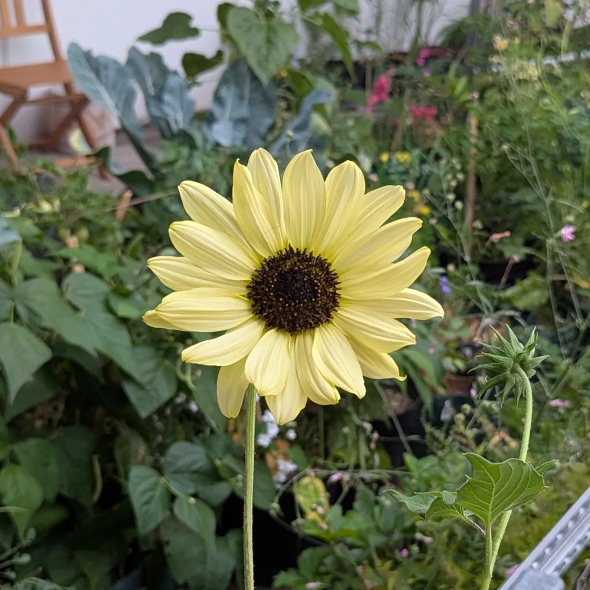 Blassgelbe Sonnenblume 'Vanilla Ice' (Helianthus debilis) Samen