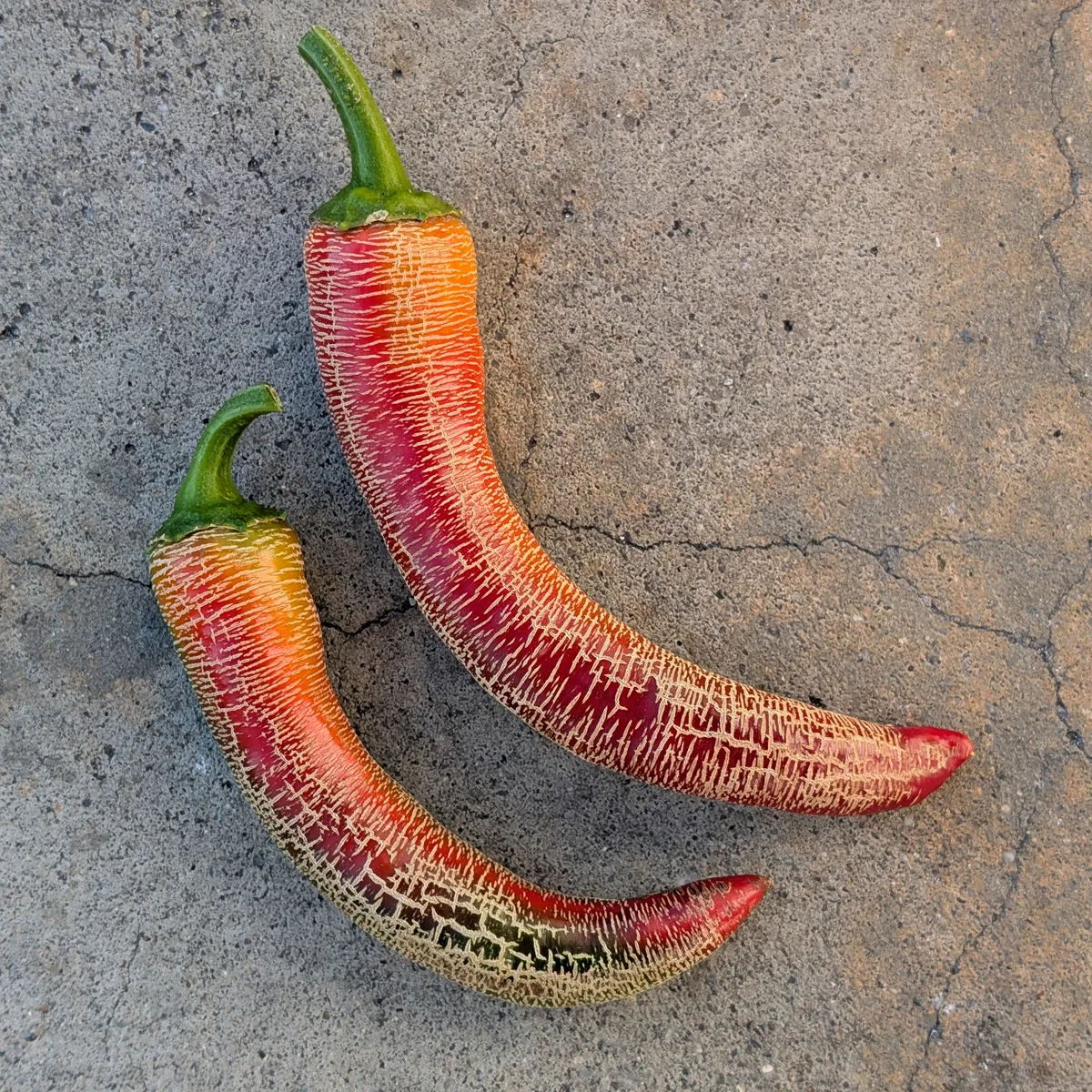 Chili 'Elefant' (Capsicum annuum) Bio-Saatgut