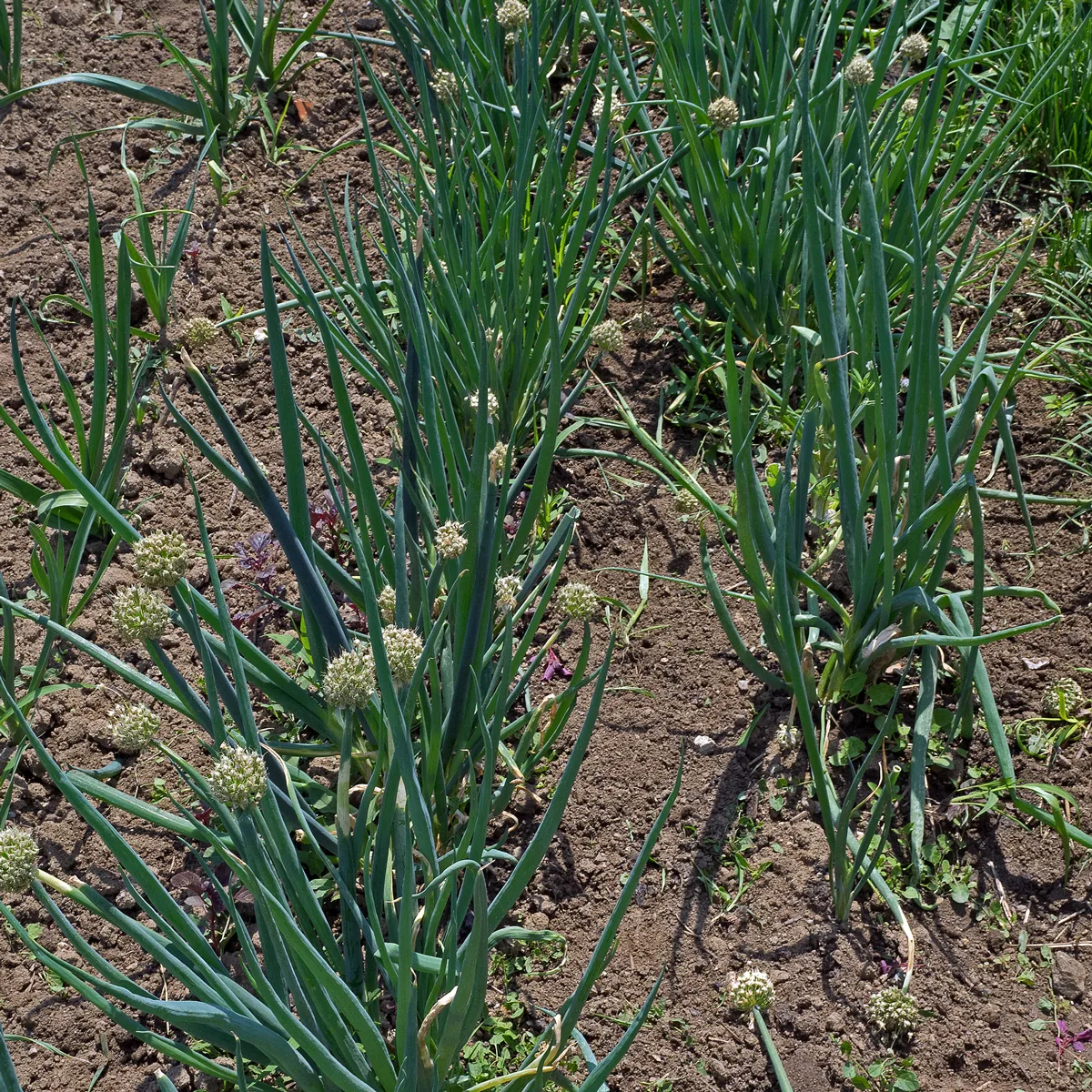 Lauchzwiebel 'White Lisbon' (Allium cepa) Samen