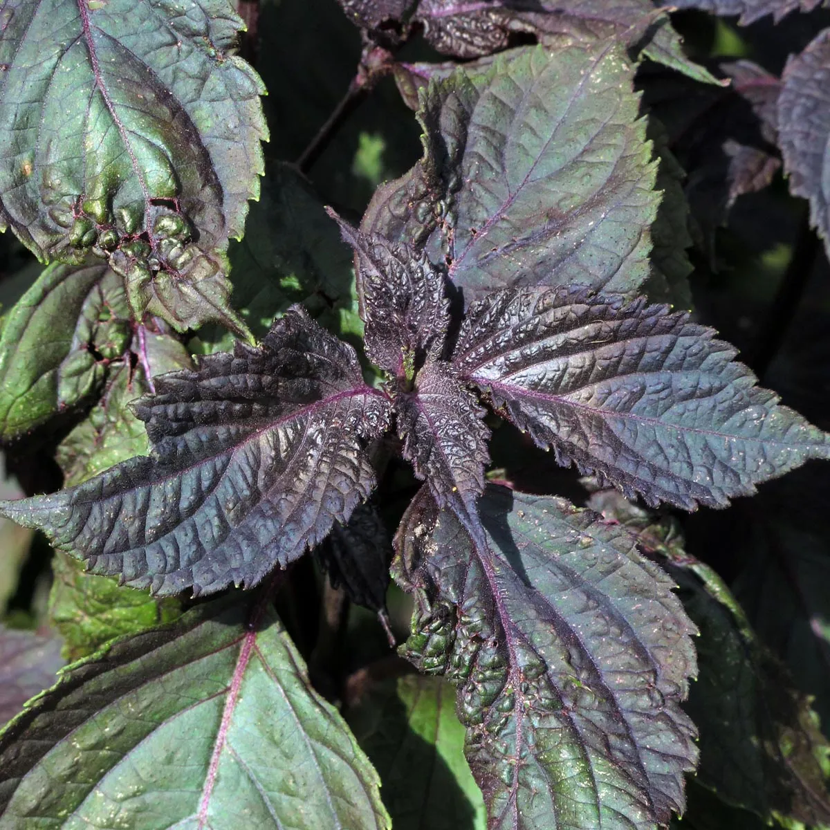 Roter Shiso (Perilla frutescens var. purpurascens) Samen