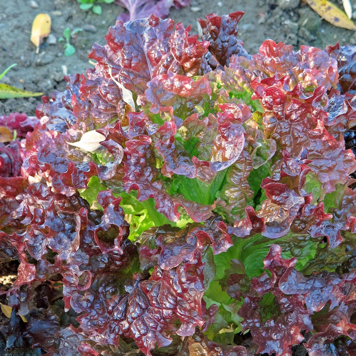 Pflücksalat 'Red Salad Bowl' (Lactuca sativa) Samen