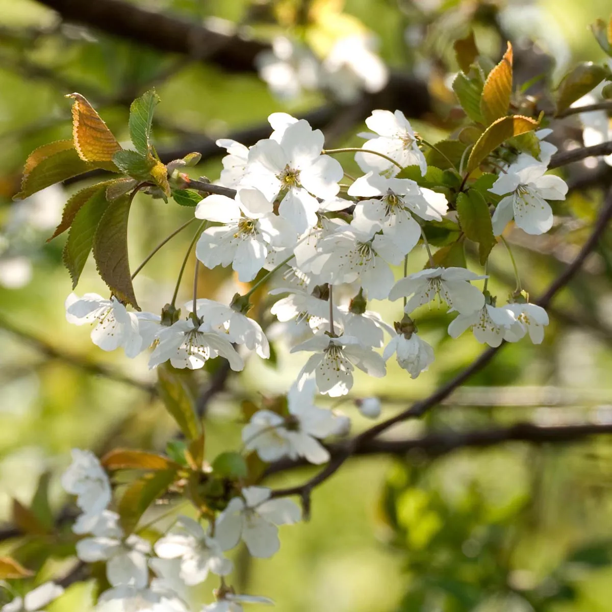 Wildkirsche (Prunus avium subsp. avium) Samen