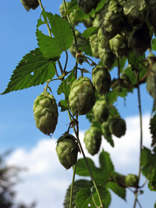 Hopfenranke mit grünen Dolden vor blauem Himmel