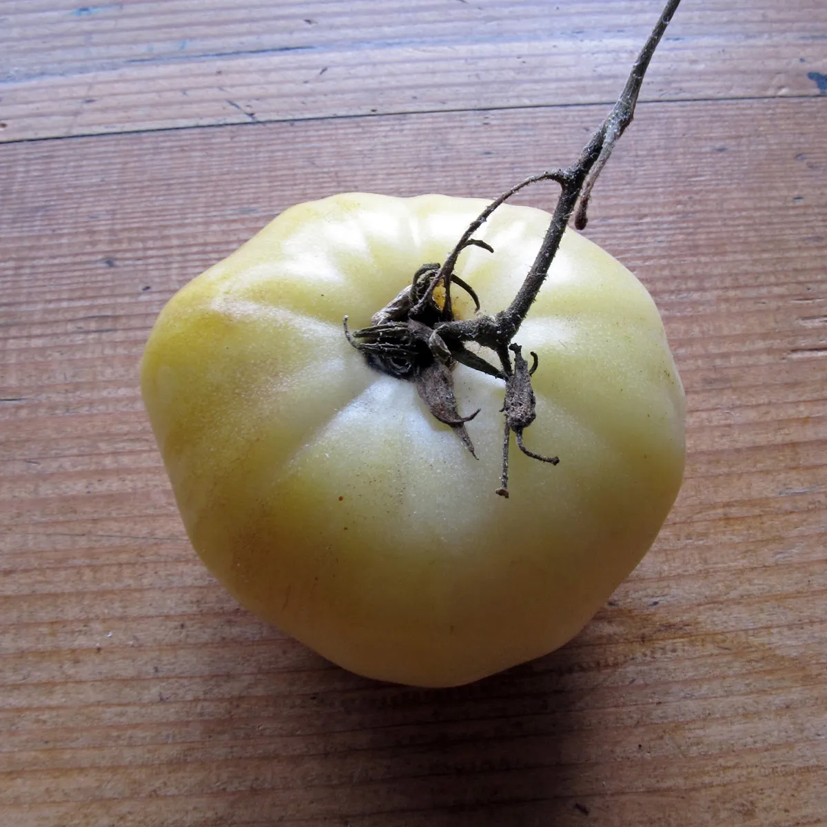 Fleischtomate 'Weiße Schönheit' (Solanum lycopersicum) Bio Saatgut