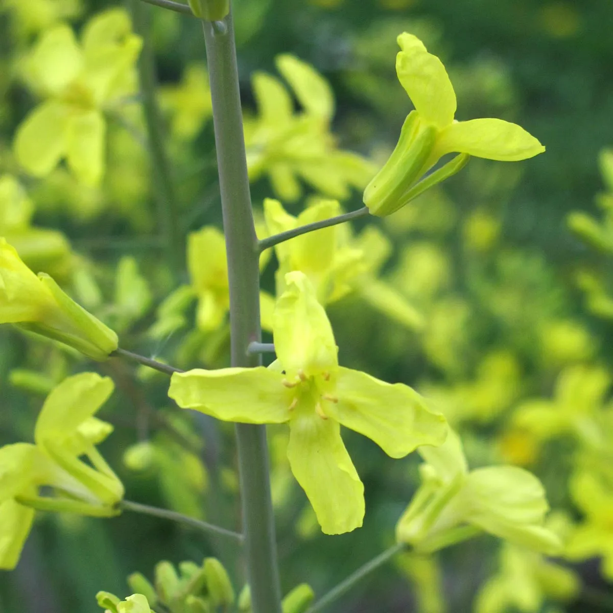 Rosenkohl 'Evesham Special' (Brassica oleracea var. gemmifera) Samen