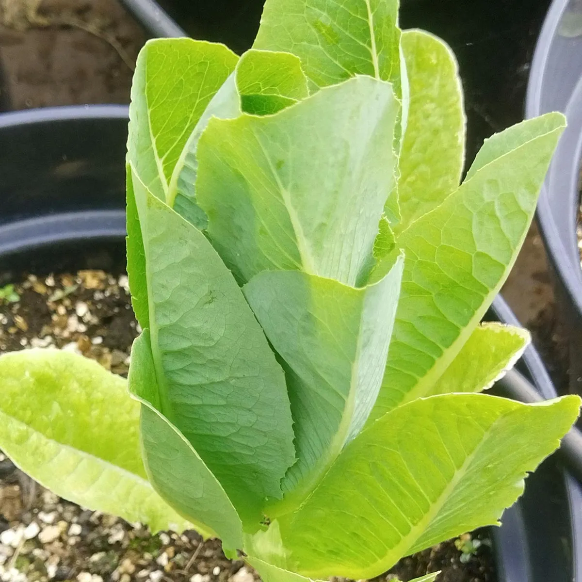 Romana-Salat / Bindesalat 'Lobjoits Green' (Lactuca sativa) Samen