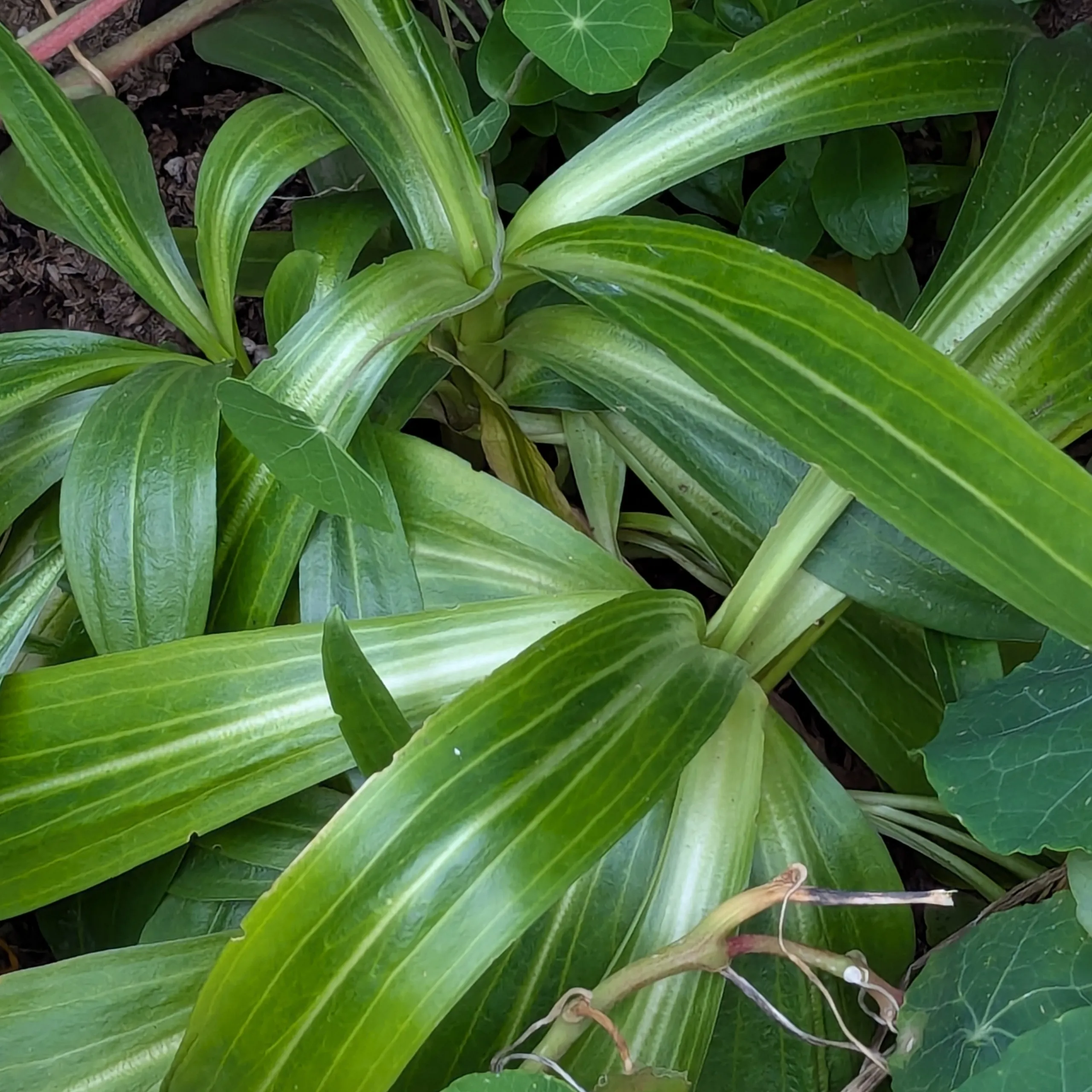 Tibetischer Enzian (Gentiana tibetica) Samen