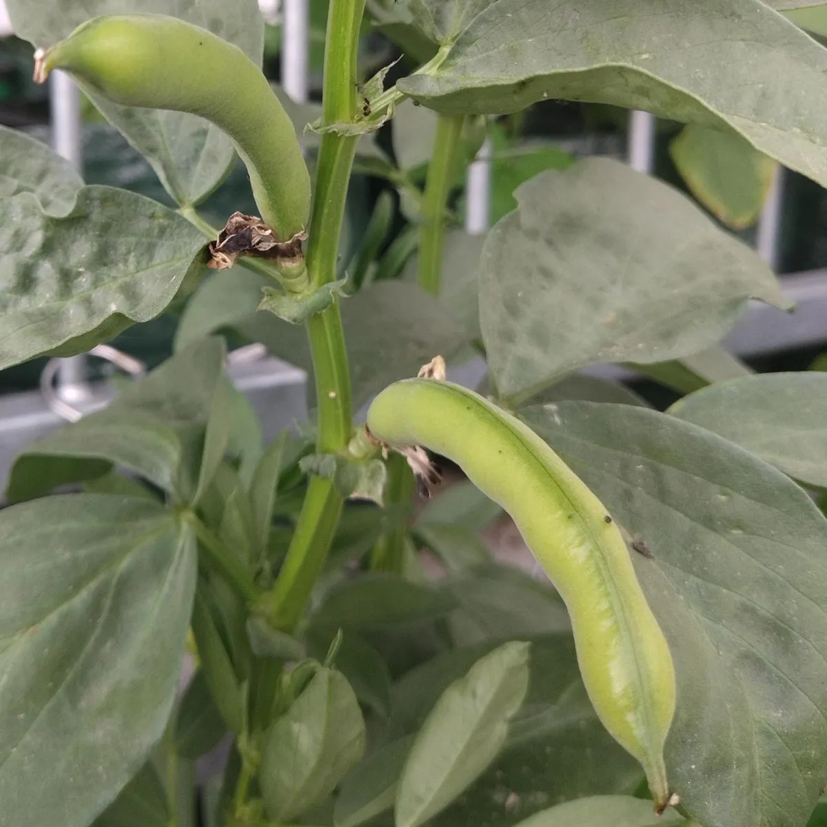 Dicke Bohne 'Extra precoce a grano violetto' (Vicia faba) Samen
