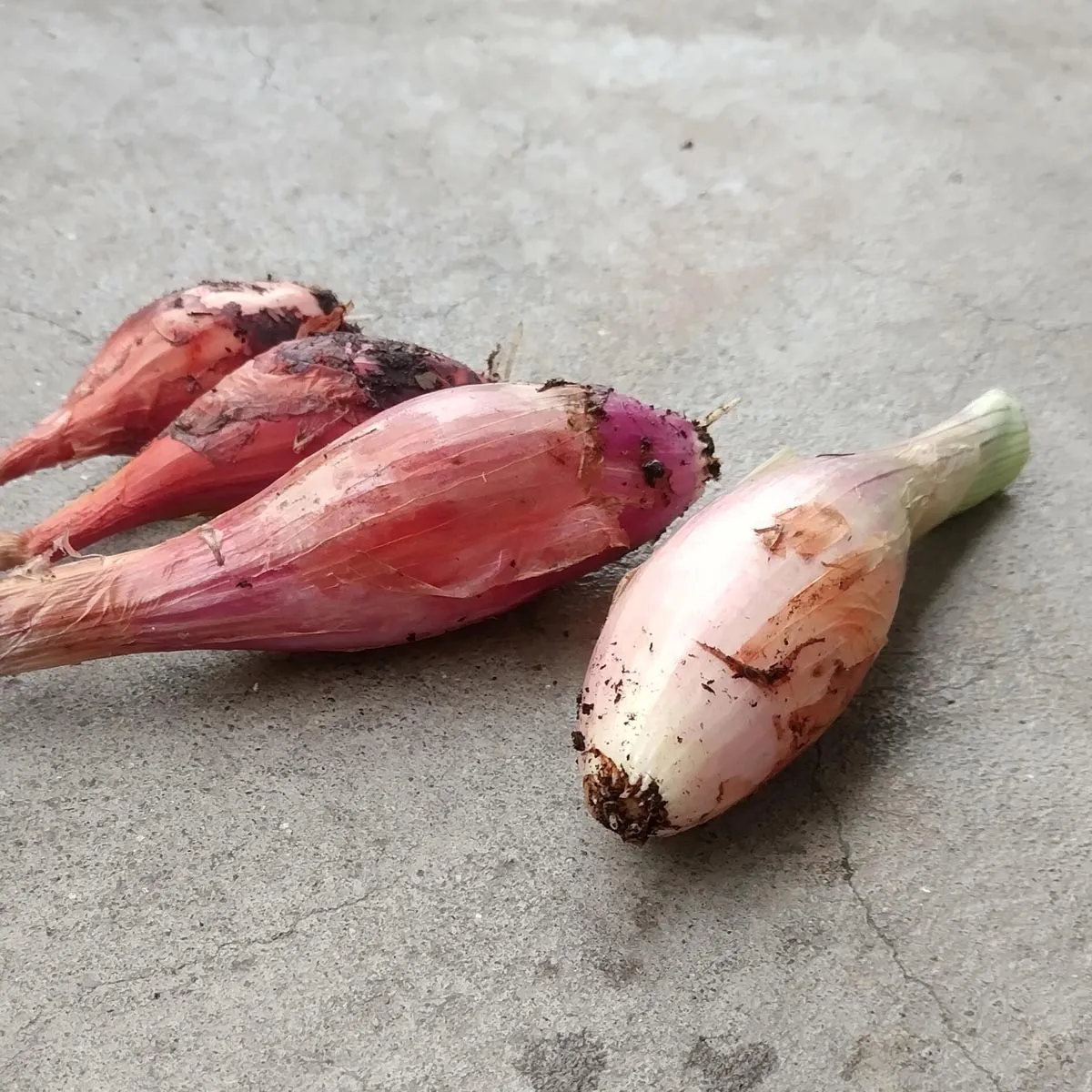 Zwiebel 'Lange Rote von Florenz' (Allium cepa) Bio Saatgut