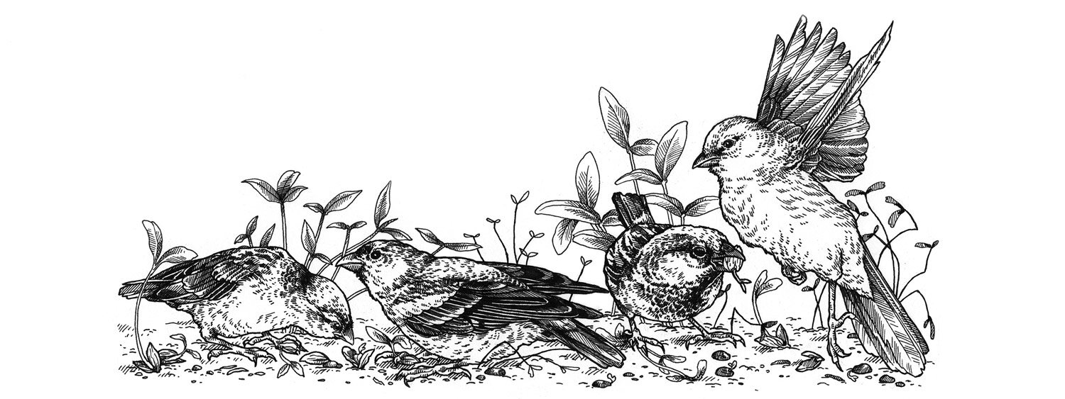 Illustration von Vögeln, die die frische Aussaat fressen