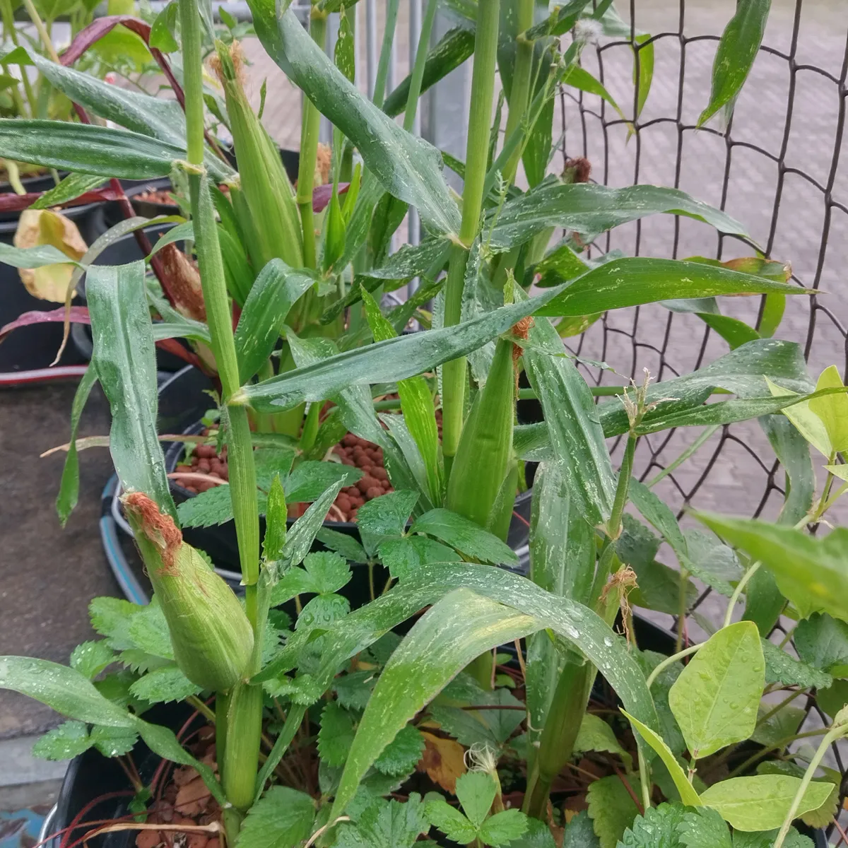 Zuckermais 'Yucon Chief' (Zea mays) Bio-Saatgut