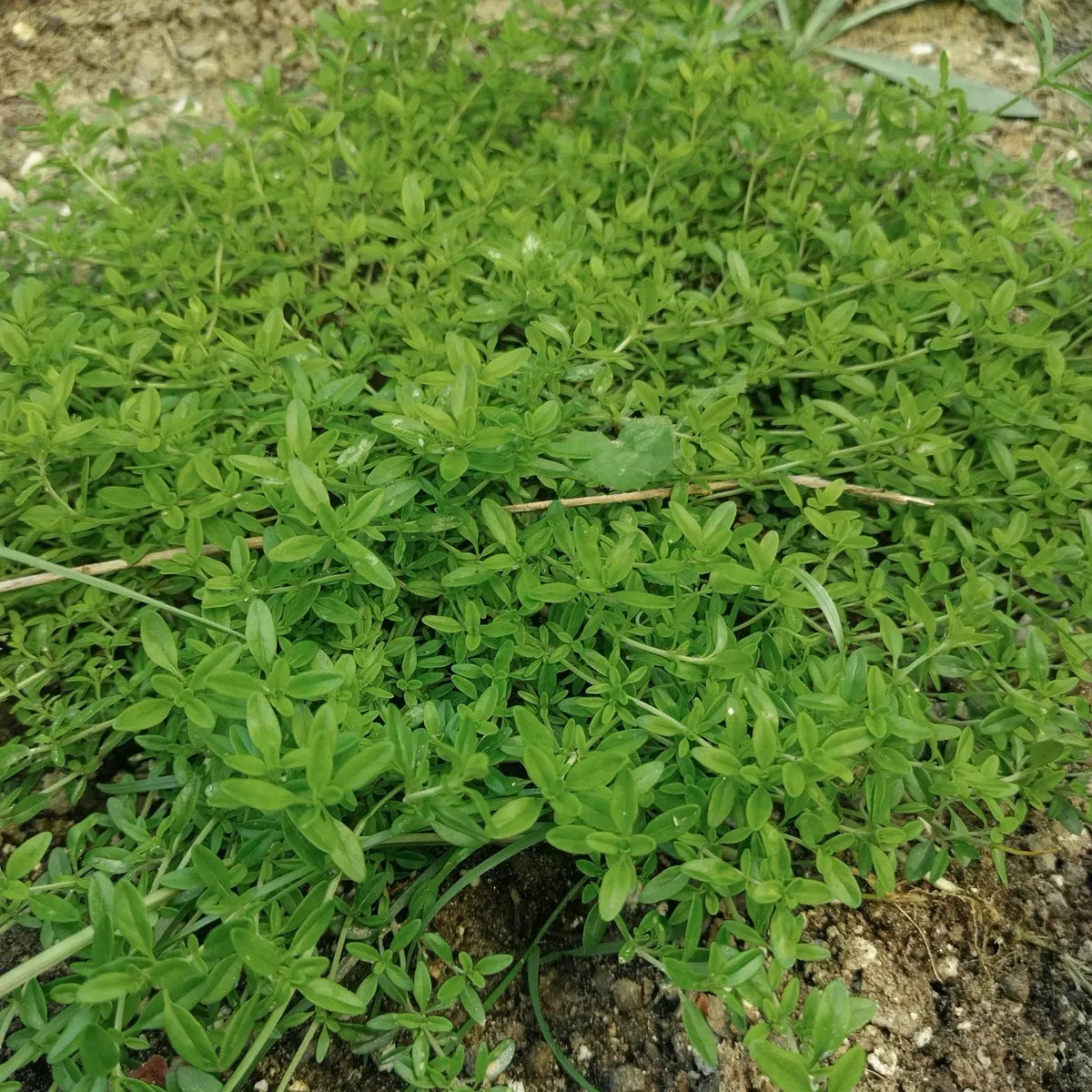 Orangenthymian (Thymus fragrantissimus) Samen