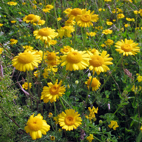 Färber-Hundskamille (Anthemis tinctoria) mit leuchtend gelben Blüten