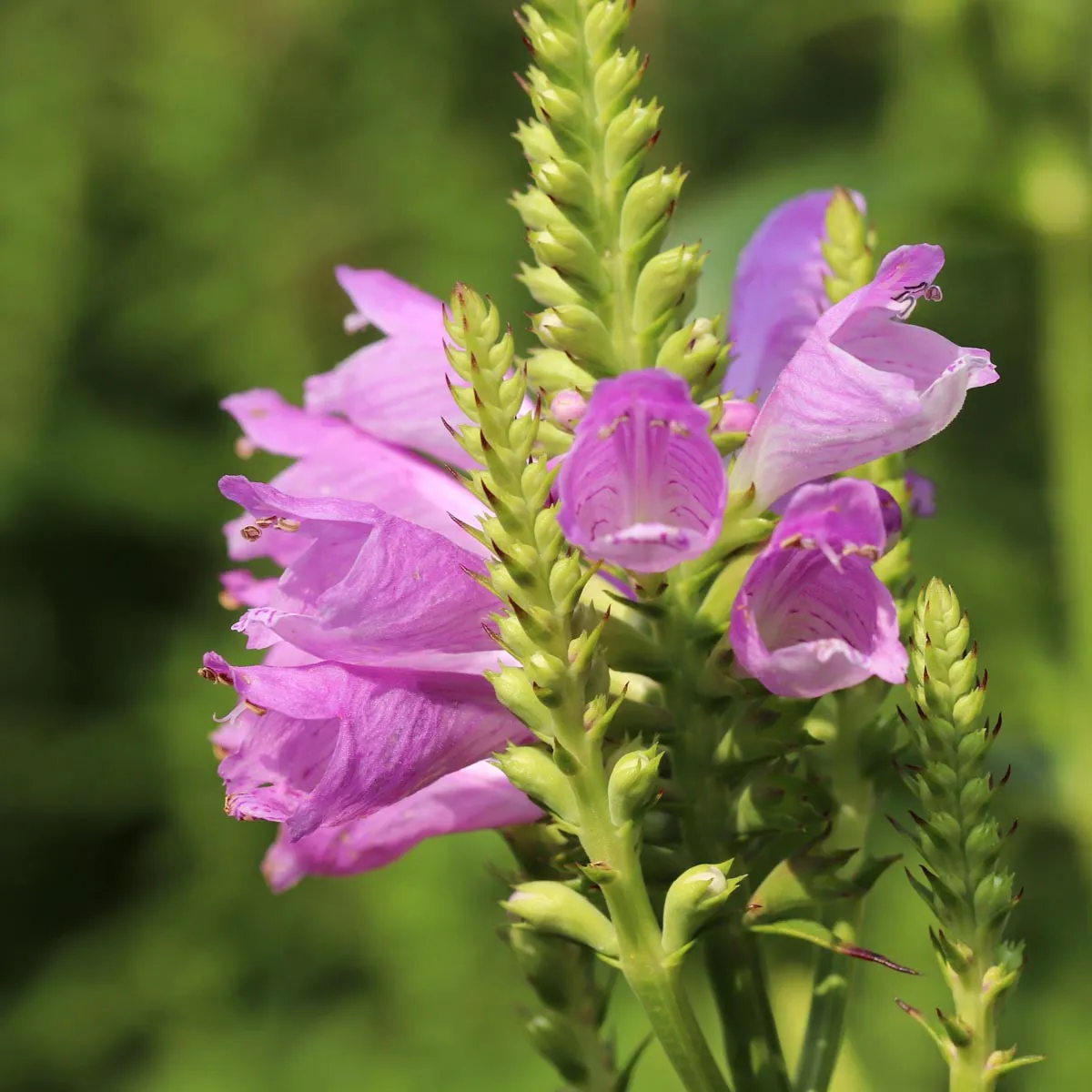 Virginia-Gelenkblume 'Rosea' (Physostegia virginiana) Samen
