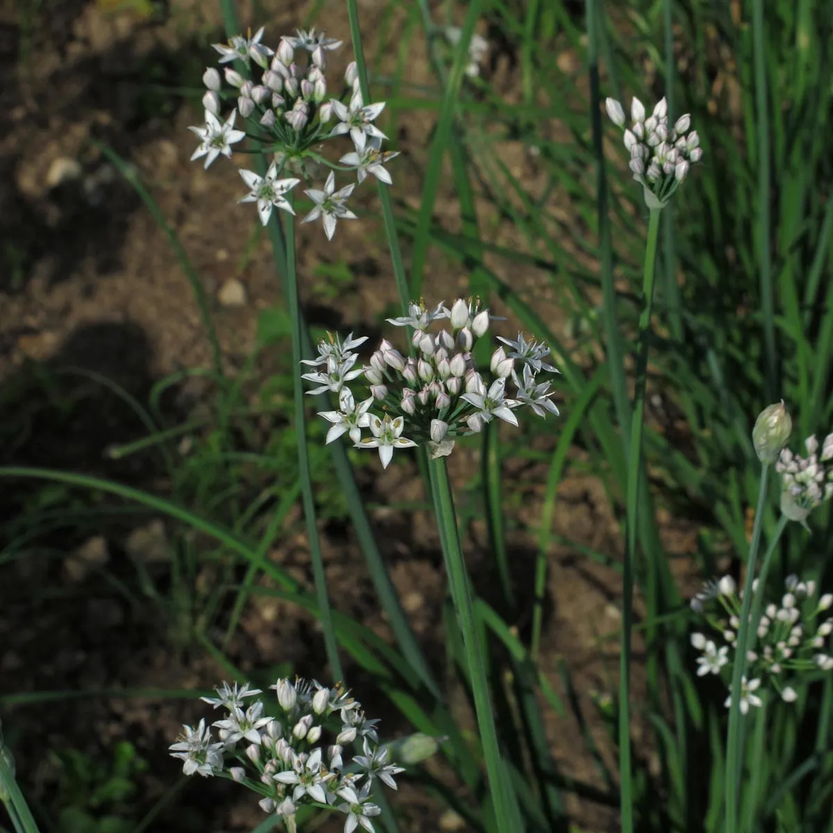 Schnittknoblauch (Allium tuberosum) Bio-Saatgut
