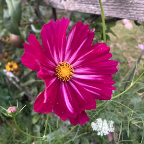 Magentafarbene Blüte von Cosmea (Cosmos bipinnatus) mit gelber Mitte