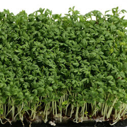 Dicht gewachsene Kresse mit feinen hellen Stielen