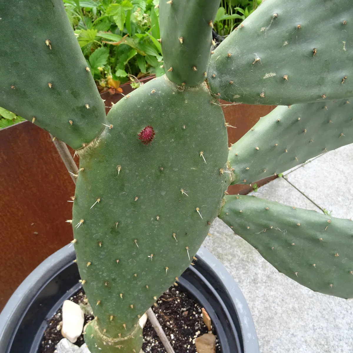Echter Feigenkaktus (Opuntia ficus-indica) Samen
