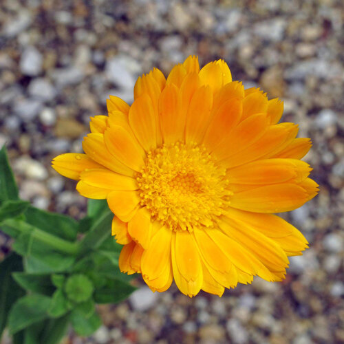 Ringelblume (Calendula officinalis) mit gefüllter orangegelber Blüte