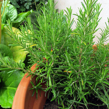 Rosmarin (Rosmarinus officinalis) im Terrakottatopf auf dem Balkon