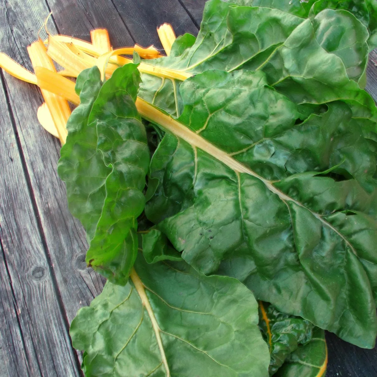Gelber Mangold 'Selektion Sunset' (Beta vulgaris ssp.vulgaris) Bio Saatgut