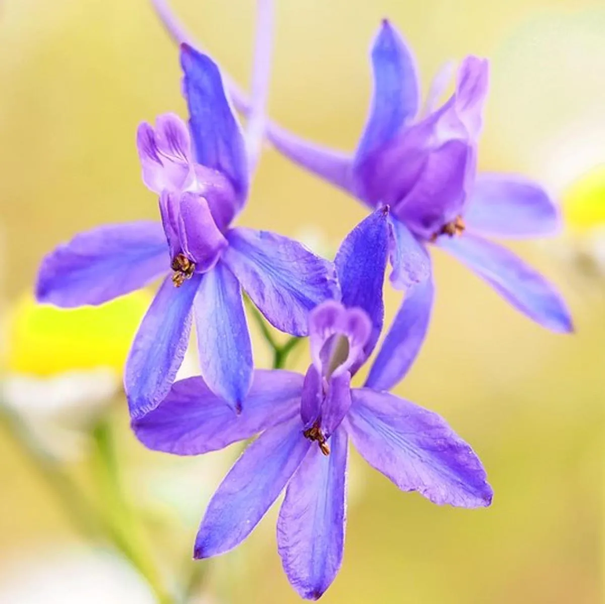Feldrittersporn 'Galilee-Mix' (Delphinium consolida) Bio Saatgut