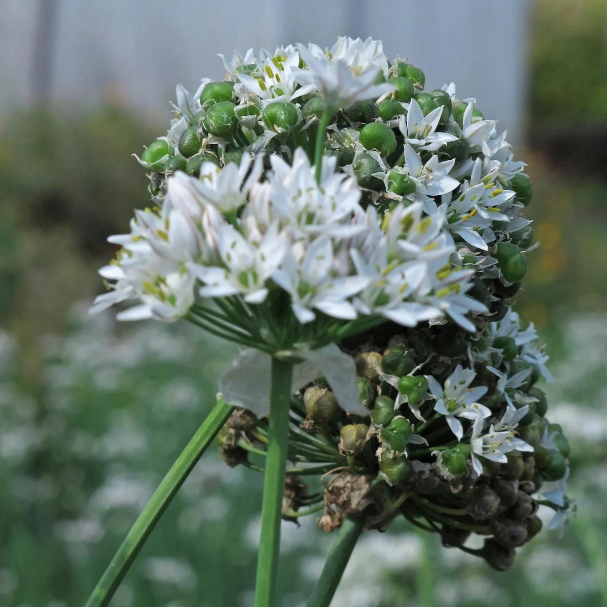 Schnittknoblauch (Allium tuberosum) Bio-Saatgut