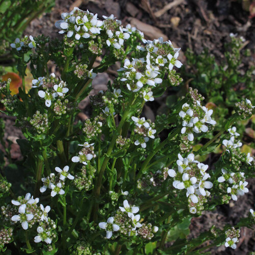 Löffelkraut mit kleinen weißen Blüten und fleischigen Blättern