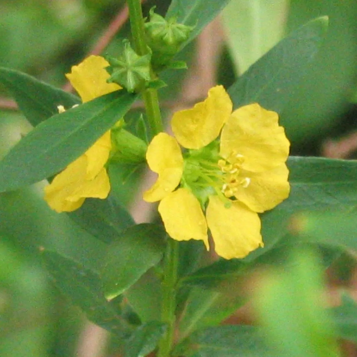 Sinicuichi (Heimia salicifolia) Samen