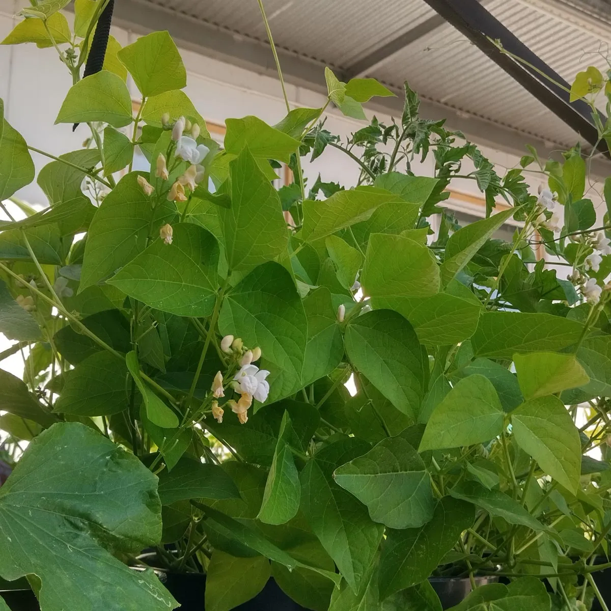Griechische Riesenbohnen 'Gigantes' (Phaseolus coccineus) Samen