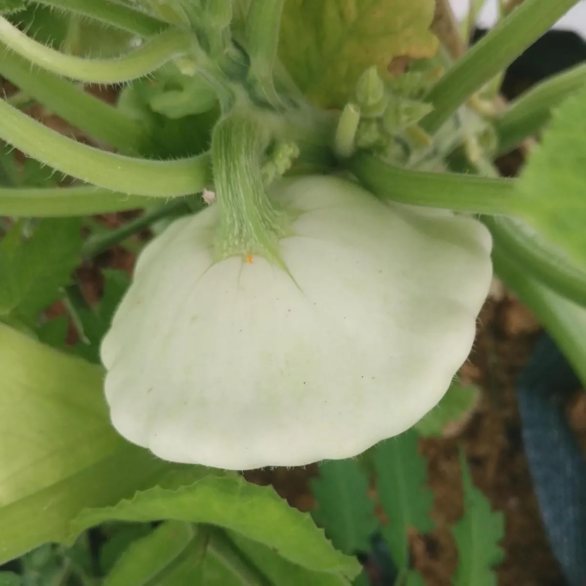 Patisson Blanc / Kürbis weiß 'Custard White' (Cucurbita pepo) Samen