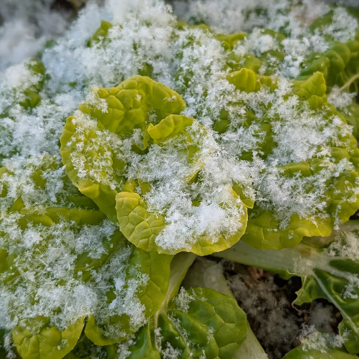 Winter Choi 'Golden Heart' (Brassica rapa var. chinensis) Bio-Saatgut