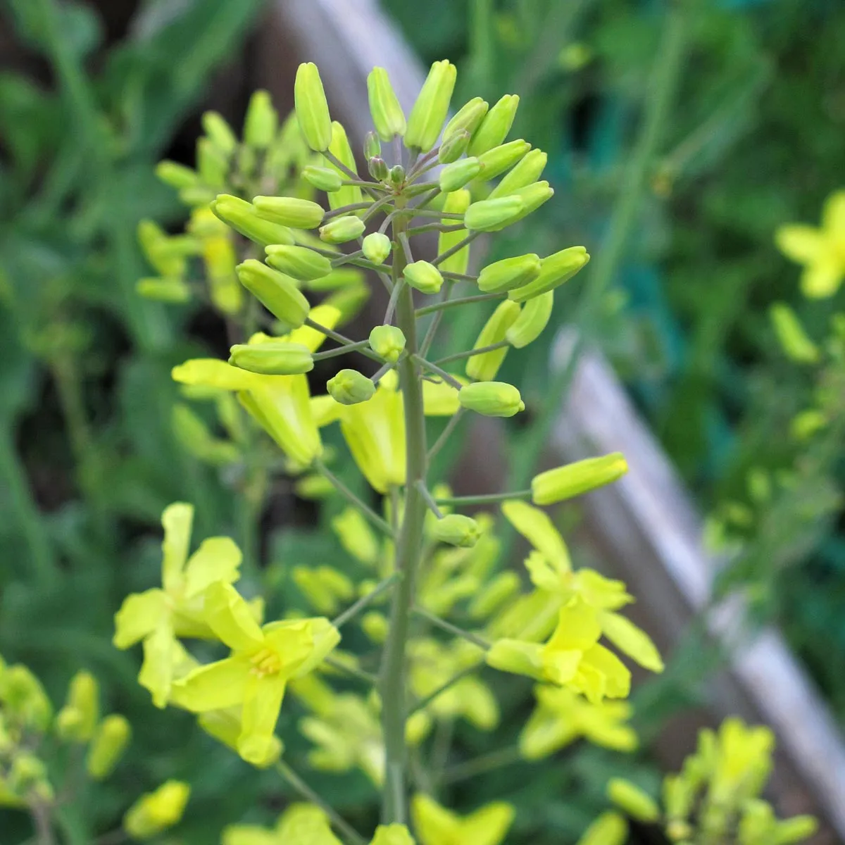 Rosenkohl 'Evesham Special' (Brassica oleracea var. gemmifera) Samen