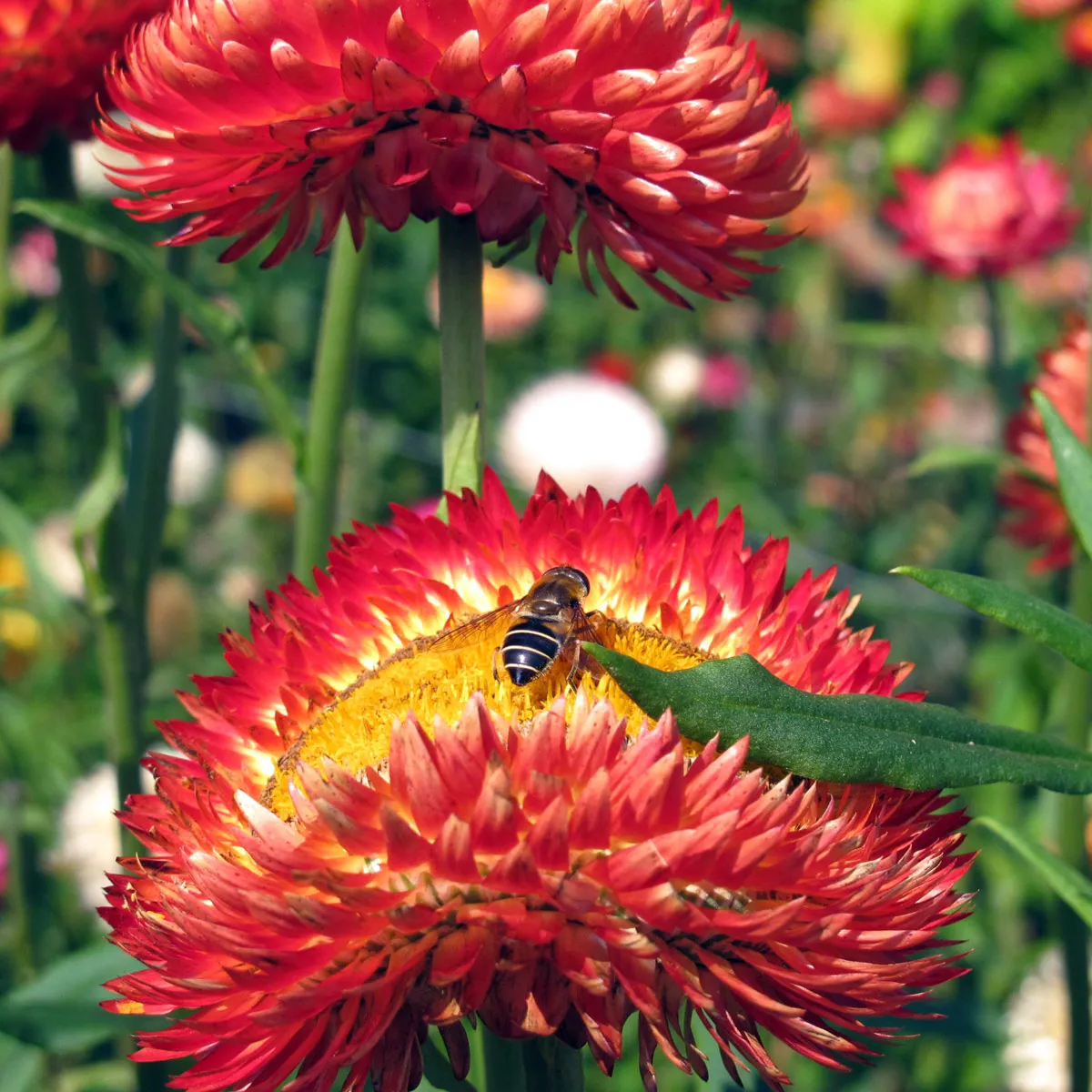 Hohe Strohblume 'Coppery Red' (Xerochrysum bracteatum) Samen