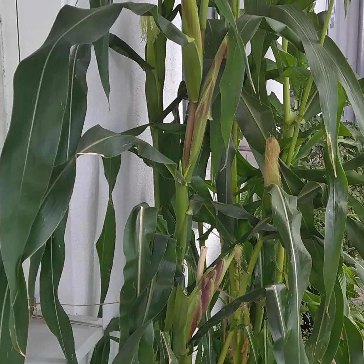 Bunter Zuckermais 'Rainbow Inka' (Zea mays) Bio Saatgut