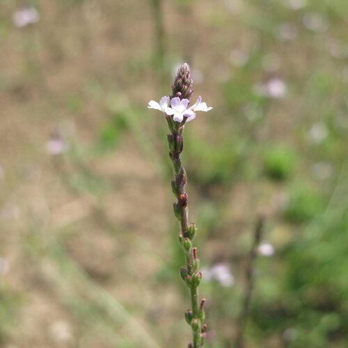 Echtes Eisenkraut (Verbena officinalis) mit zarten hellvioletten Blüten an schlanker Ähre