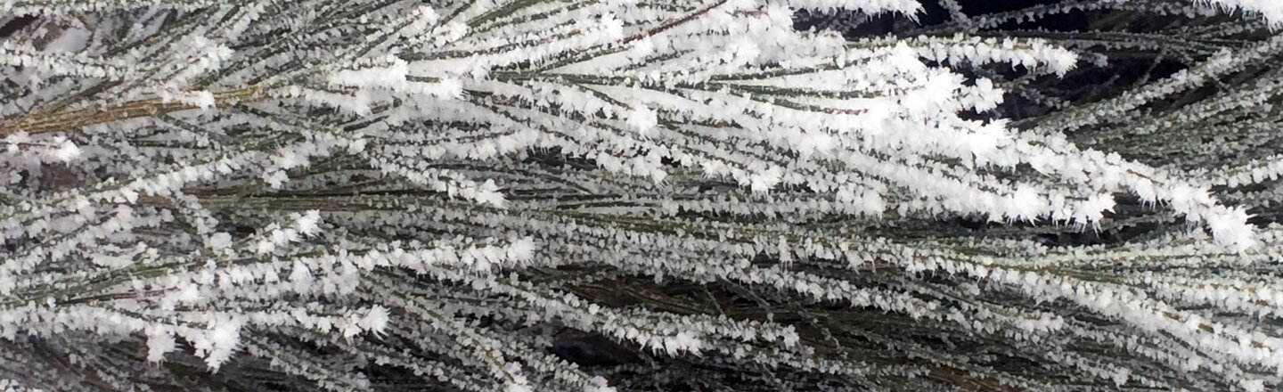 Mit Raureif überzogene Nadelzweige im Winter