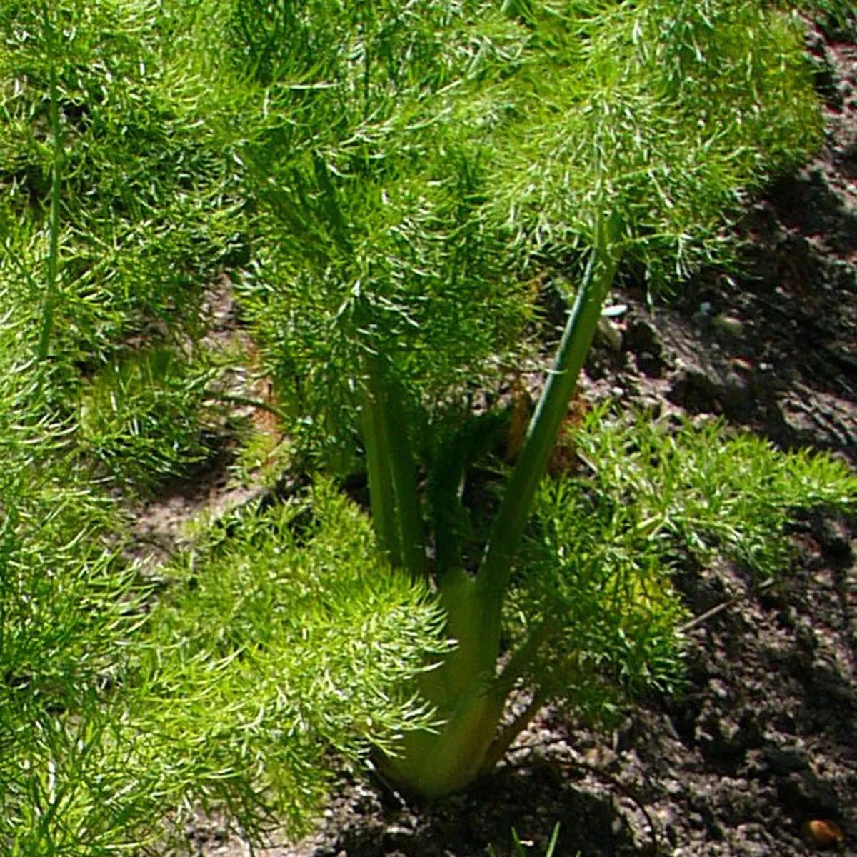 Knollenfenchel 'Romanesco' (Foeniculum vulgare var. azoricum) Bio Saatgut