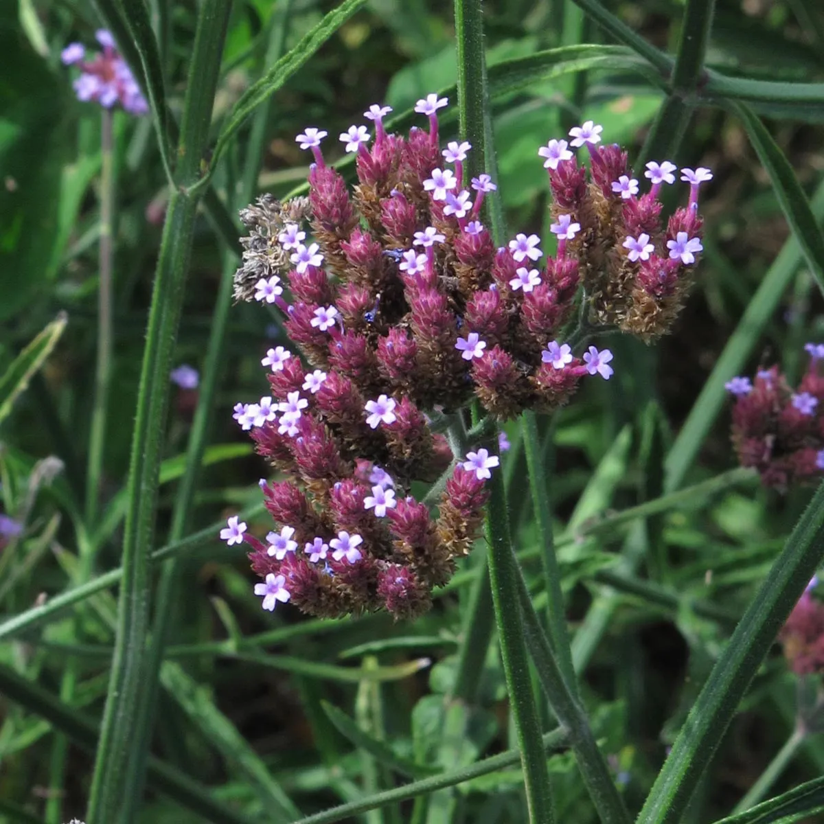 Patagonisches Eisenkraut (Verbena bonariensis) Samen