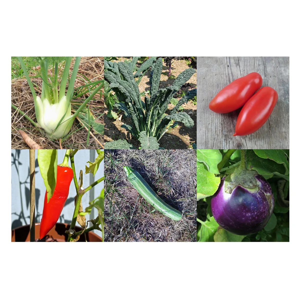 Unsere Pflanzenlieblinge: Mediterranes Gemüse für Selbstversorger*innen (Bio) - Samenset