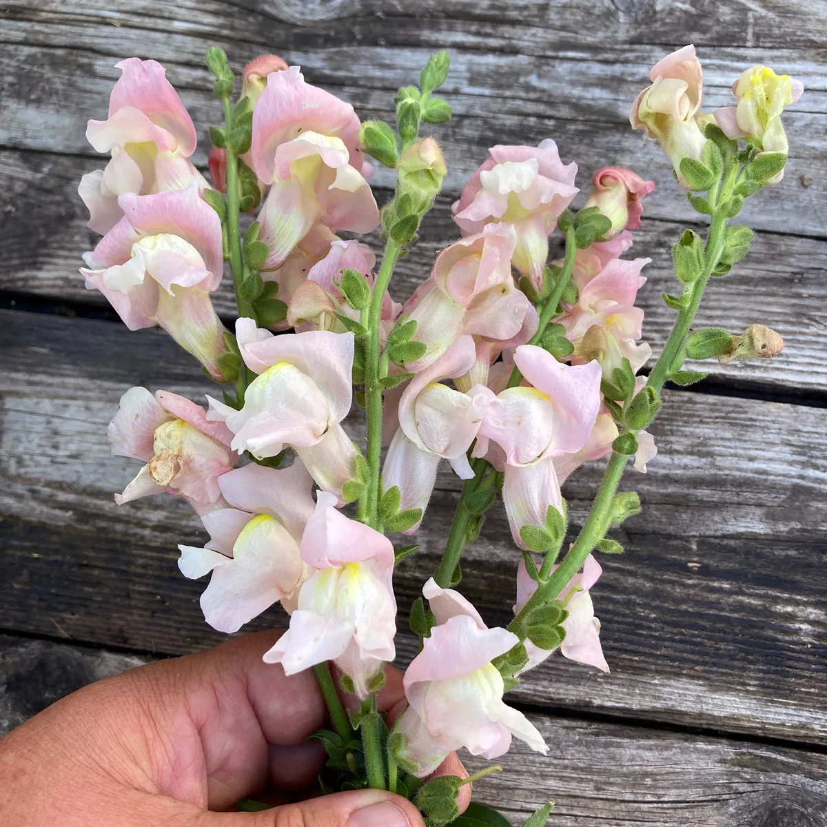 Weiß-rosa Löwenmäulchen 'Appleblossom' (Antirrhinum majus) Samen