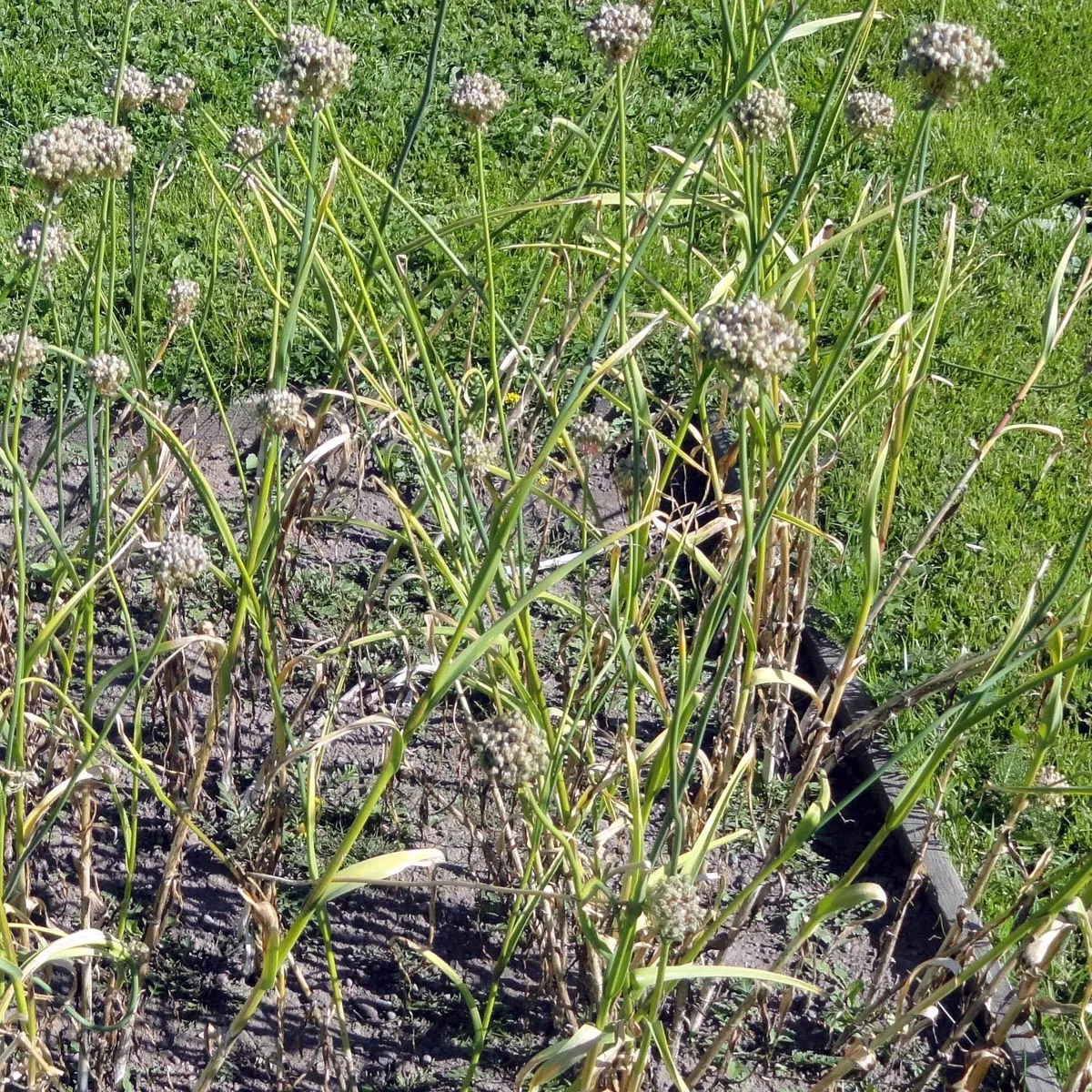 Scharfer Gelblauch (Allium obliquum) Bio Saatgut