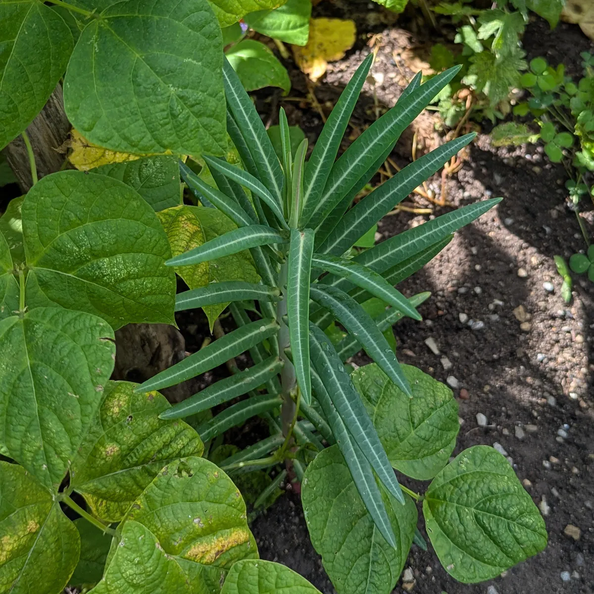 Kreuzblättrige Wolfsmilch (Euphorbia lathyris) Bio Saatgut