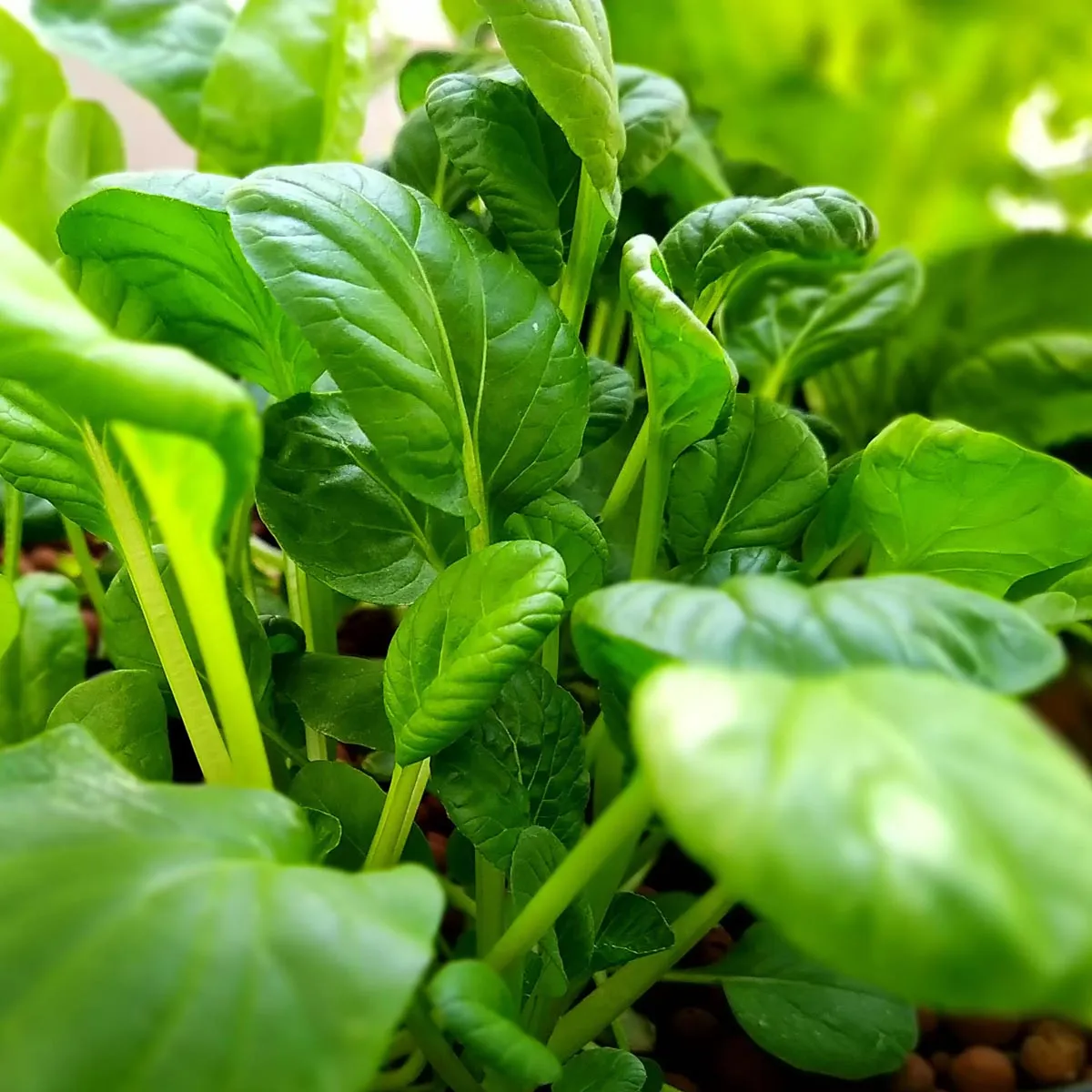 Pak Choi 'Tai Sai' (Brassica rapa subsp. chinensis) Bio Saatgut