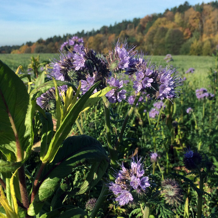 Blühende Phacelia (Phacelia tanacetifolia) als Gründüngung auf einem Feld im Herbst