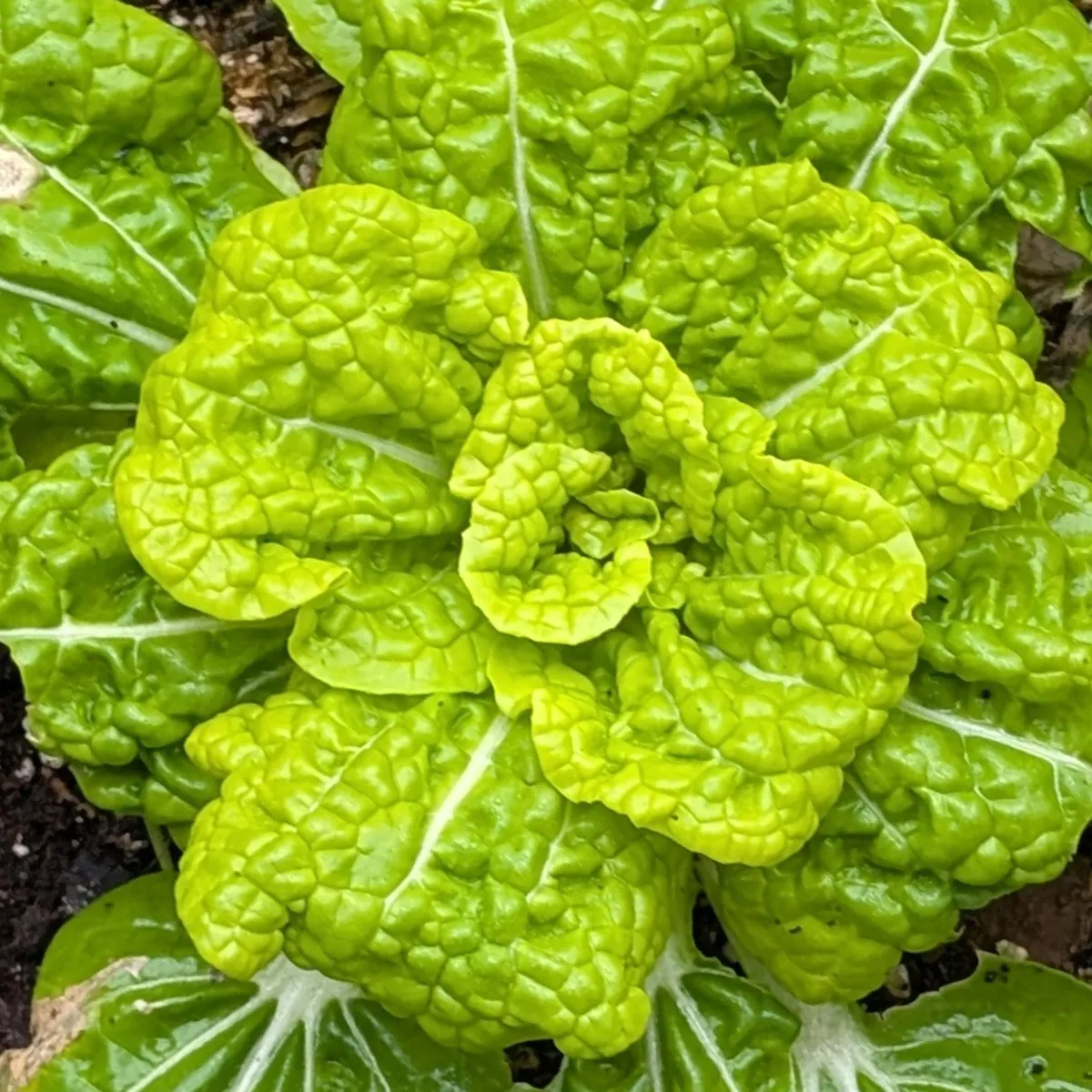 Winter Choi 'Golden Heart' (Brassica rapa var. chinensis) Bio-Saatgut