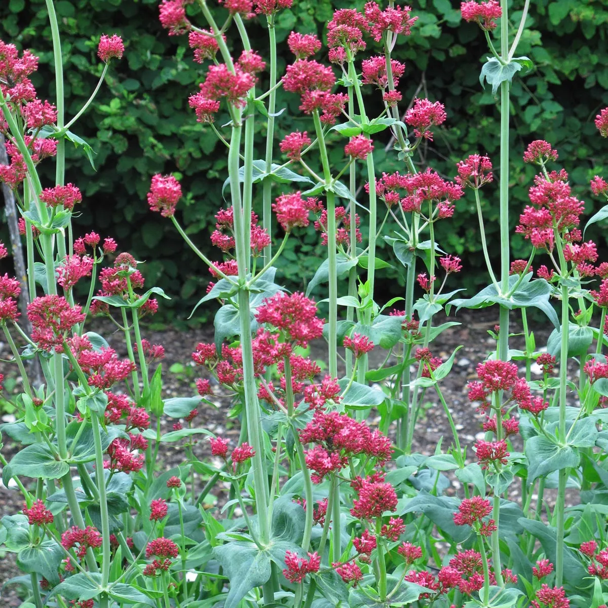 Rote Spornblume (Centranthus ruber) Samen
