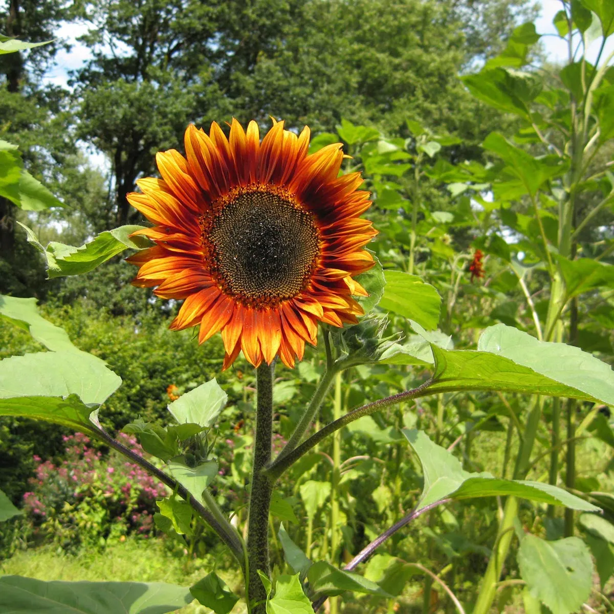 Sonnenblume 'Velvet Queen' (Helianthus annuus) Bio Saatgut